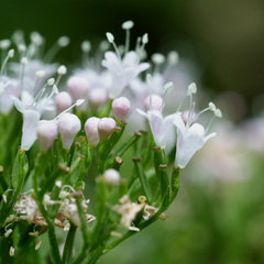 Valeriana pyrenaica