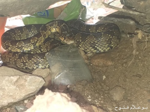 Horseshoe Whip Snake