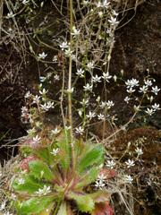 Micranthes clusii lepismigena