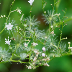 Valeriana pyrenaica