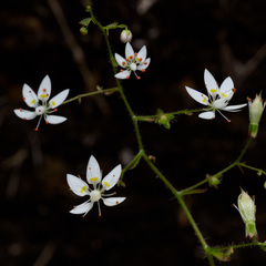 Micranthes clusii lepismigena