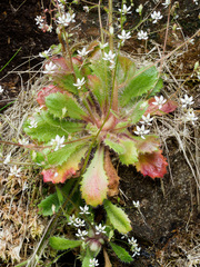 Micranthes clusii lepismigena