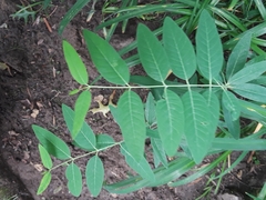 Magnoliopsida