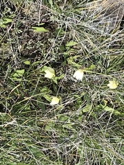 Fritillaria liliacea