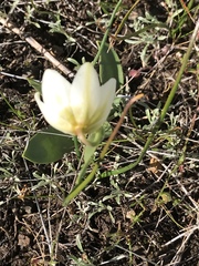 Fritillaria liliacea
