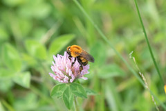 Bombus diversus