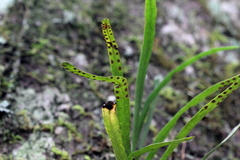 Dictymia brownii