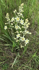 Anticlea elegans elegans