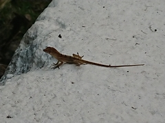 Anolis