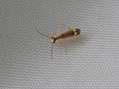 Malthinus seriepunctatus