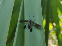 Horama plumipes