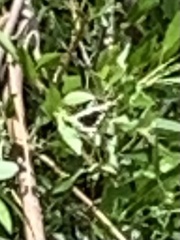 Limenitis weidemeyerii