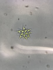 Hydrodictyaceae