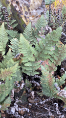 Myriopteris lindheimeri