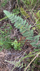 Myriopteris alabamensis