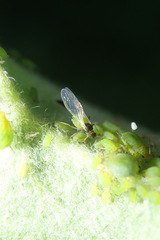 Aphis pomi