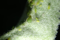 Aphis pomi