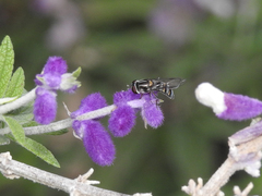Pseudoscaeva meridionalis