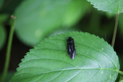 Melanactes