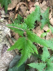 Selaginellaceae