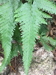 Selaginellaceae