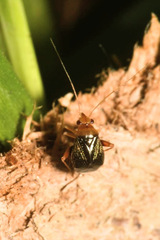 Halticus luteicollis
