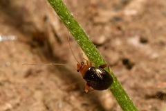 Halticus luteicollis