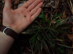Hermeuptychia sosybius