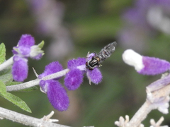 Pseudoscaeva meridionalis