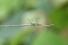 Abracris flavolineata