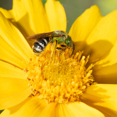 Agapostemon virescens