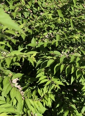 Callicarpa