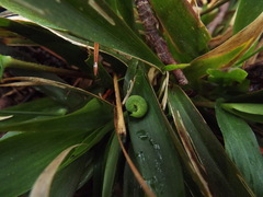 Hermeuptychia sosybius