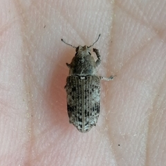 Eudiagogini