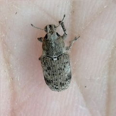 Eudiagogini