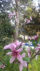 Amygdalus