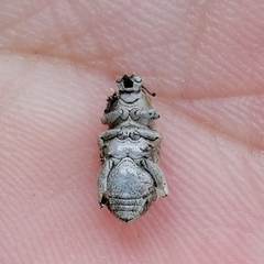 Eudiagogini