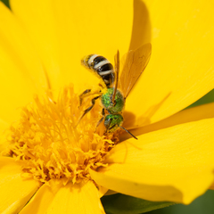 Agapostemon virescens