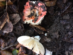 Russula bicolor