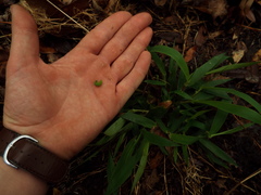 Hermeuptychia sosybius