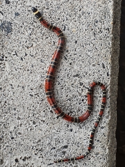 Pliocercus elapoides