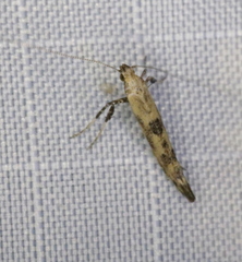 Caloptilia populetorum