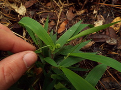 Hermeuptychia sosybius