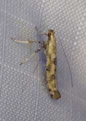 Caloptilia populetorum