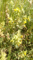 Rhinanthus alectorolophus