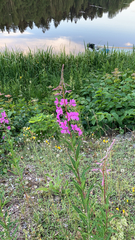 Chamaenerion angustifolium