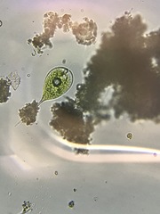 Phacus longicauda