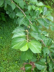 Maclura tricuspidata