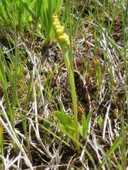 Botrychium simplex compositum