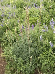 Delphinium × occidentale